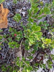 Arctostaphylos uva-ursi