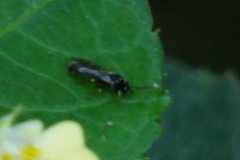 Apoidea