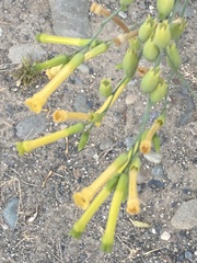 Nicotiana glauca