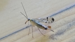 Panorpa germanica