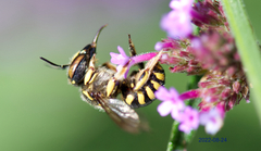 Anthidium florentinum