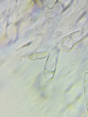 Boletus miniato-olivaceus