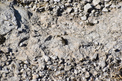 Cicindela haemorrhagica