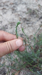 Amphithalea ericifolia erecta