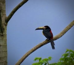 Pteroglossus torquatus