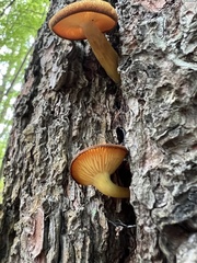 Tricholomopsis decora