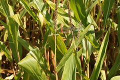 Cordulegaster boltonii