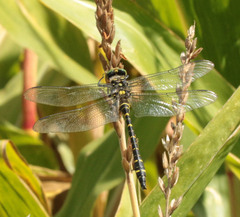 Cordulegaster boltonii