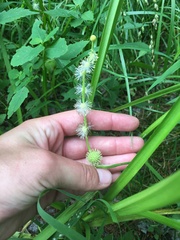 Sparganium emersum