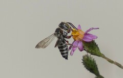 Coelioxys