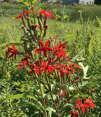 Silene regia