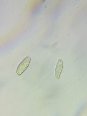 Boletus miniato-olivaceus