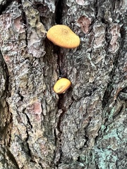 Tricholomopsis decora