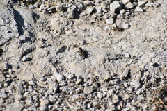 Cicindela haemorrhagica