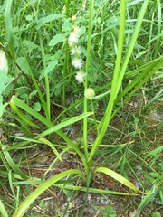 Sparganium emersum