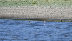 Himantopus himantopus