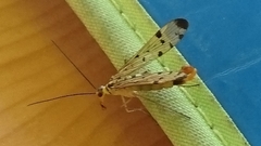 Panorpa germanica