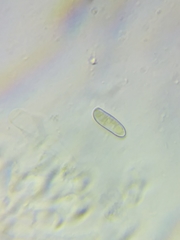 Boletus miniato-olivaceus