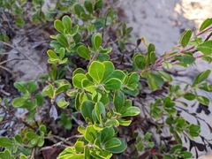 Arctostaphylos uva-ursi