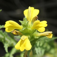Bellardia trixago flaviflora