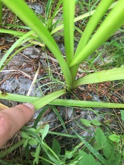Sparganium emersum