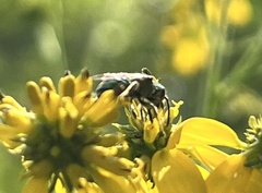 Augochloropsis metallica