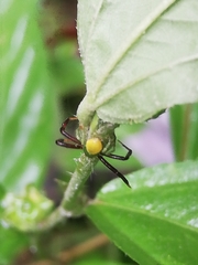 Misumenoides