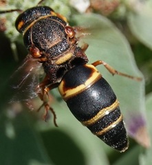 Euodynerus hidalgo