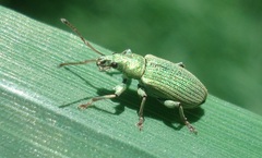 Phyllobius maculicornis