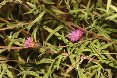 Centaurea nigra