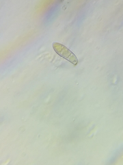 Boletus miniato-olivaceus