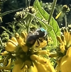 Augochloropsis metallica