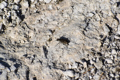 Cicindela haemorrhagica