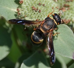 Euodynerus hidalgo