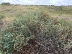 Atriplex canescens