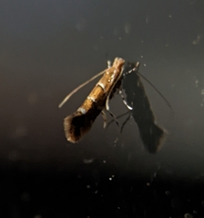 Cameraria ohridella