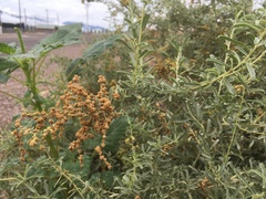 Atriplex canescens