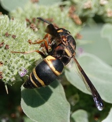 Euodynerus hidalgo