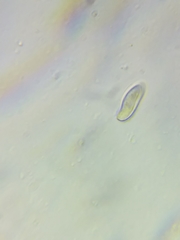 Boletus miniato-olivaceus