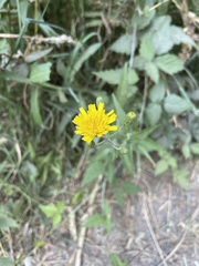 Hieracium lachenalii