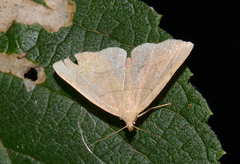 Zanclognatha pedipilalis