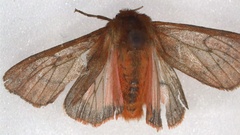 Phragmatobia lineata