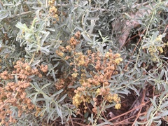 Atriplex canescens