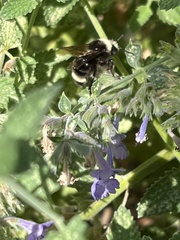 Bombus vosnesenskii