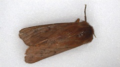 Phragmatobia lineata