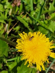 Toxomerus marginatus