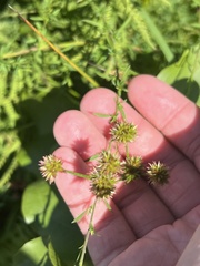 Cyperus lupulinus