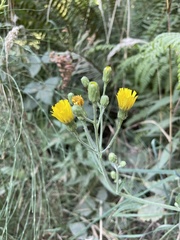 Hieracium lachenalii
