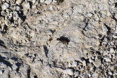 Cicindela haemorrhagica