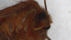 Phragmatobia lineata